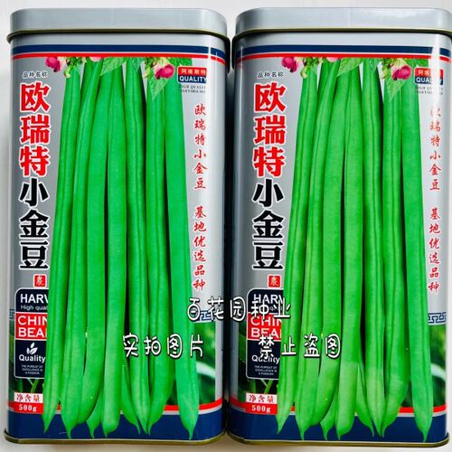 四季豆四季小金豆蓟农豆荚好看