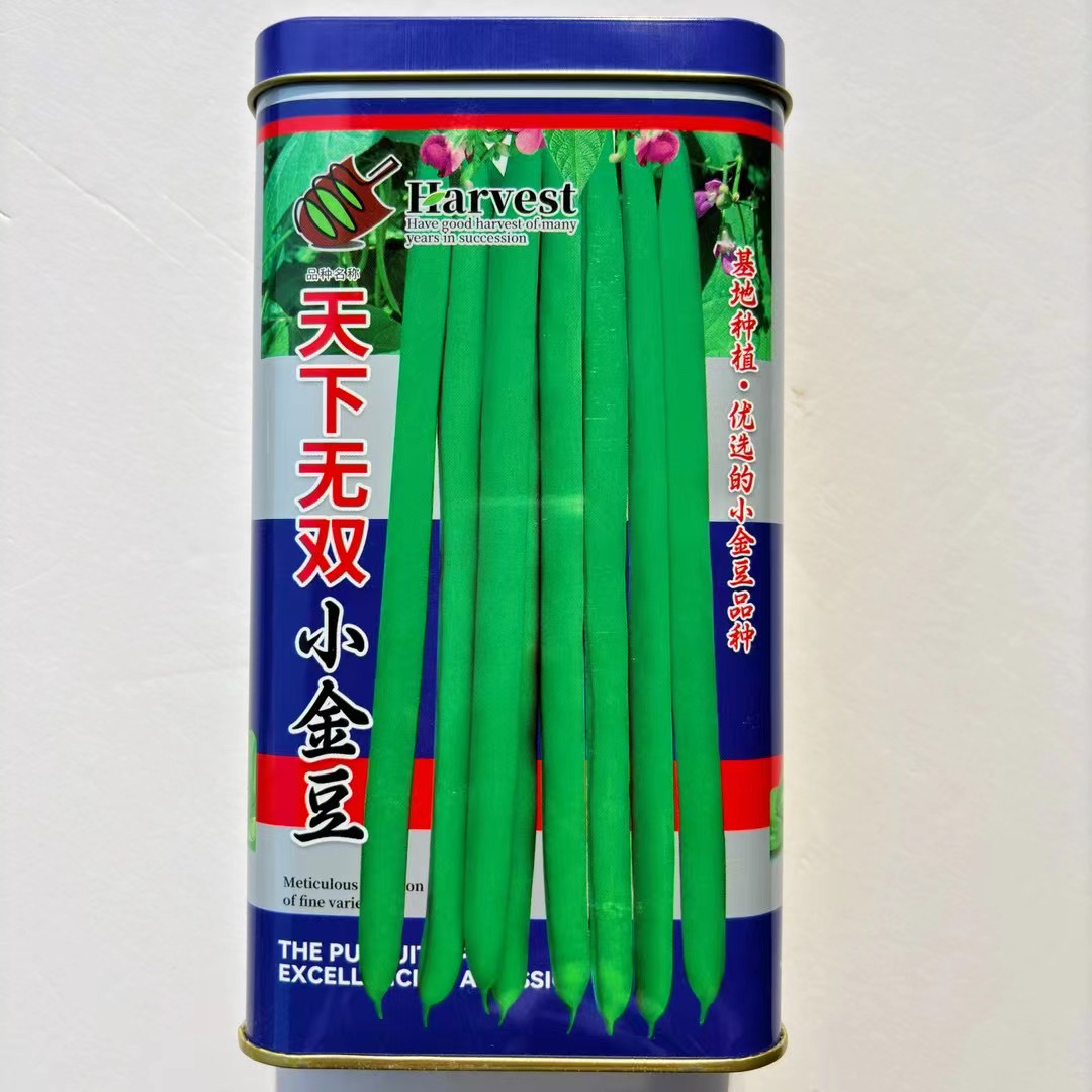 天下无双小金豆架豆种子高产早熟蔓生无筋芸豆大棚四季播蔬菜种籽