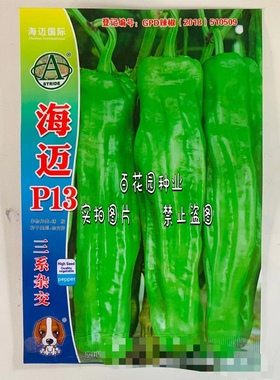 海迈P13辣椒种子早熟粗牛角椒杂交辣椒种子嫩绿色果面光滑耐运输