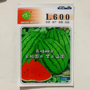 科望L600高档礼品西瓜种子杂交超甜红瓤早熟小型耐裂西瓜种籽孑