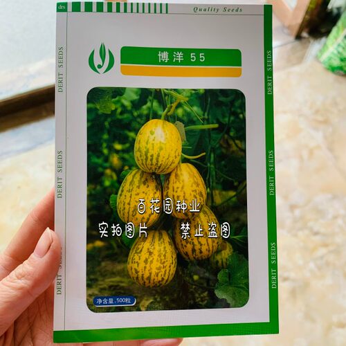 博洋55甜瓜种子口感好早熟薄皮多果高产豹纹香瓜春播种八里香种籽