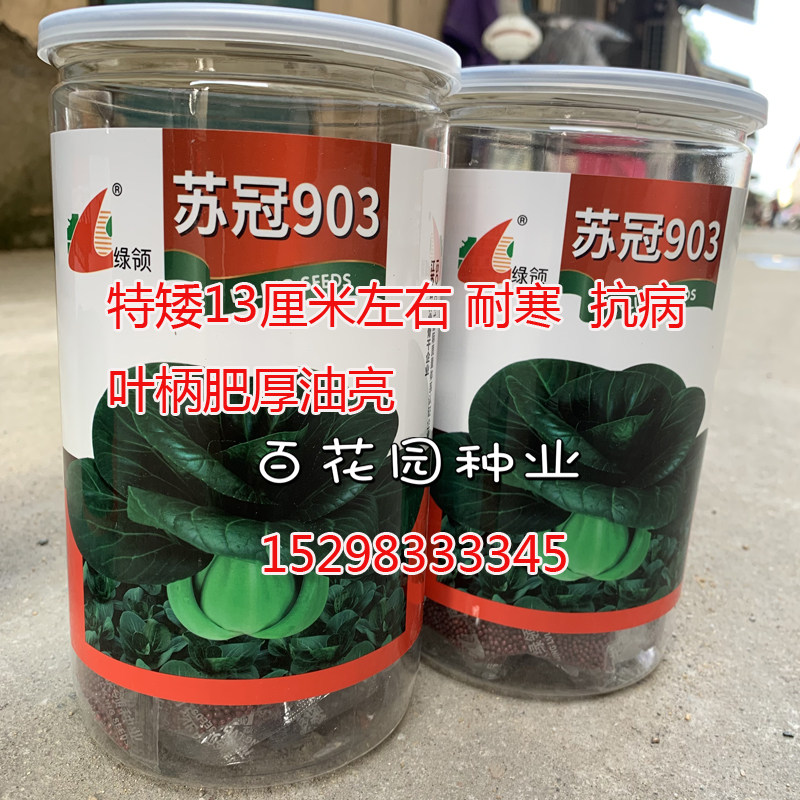 绿领苏冠903苏州青青菜种籽高蔬菜种子/种苗