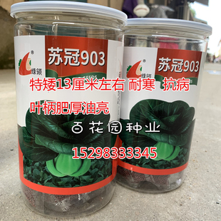 绿领苏冠903苏州青青菜种籽高产耐寒黑叶矮箕阳台盆栽矮脚菜种子