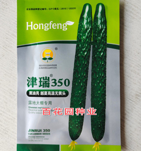 抗热黄瓜种子 津瑞350越夏耐高温露地大棚黑油亮青皮青肉黄瓜籽