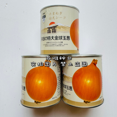 特大金球黄皮洋葱种子孑四季播圆葱阳台毛葱头种籽农家籽秋季蔬菜