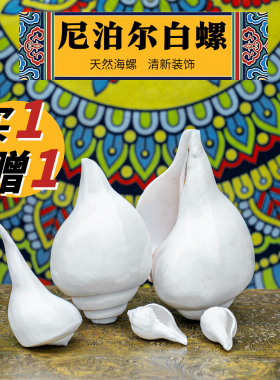 尼泊尔白螺左旋右旋天然藏式传统室内简约创意桌面摆件装饰送礼物