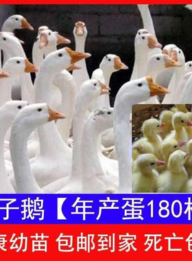 鹅活苗一斤产蛋王皖西四季浙东鹅狮头鹅三花鹅脱温大白鹅苗宠物鹅