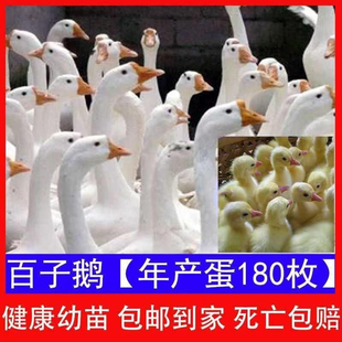 浙东鹅狮头鹅三花鹅脱温大白鹅苗宠物鹅 鹅活苗一斤产蛋王皖西四季