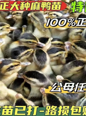 鸭子活苗高产蛋麻鸭苗活体大种青头鸭绿头鸭旱鸭水鸭小鸭子宠物鸭