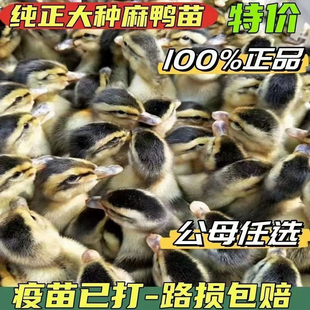 鸭子活苗高产蛋麻鸭苗活体大种青头鸭绿头鸭旱鸭水鸭小鸭子宠物鸭