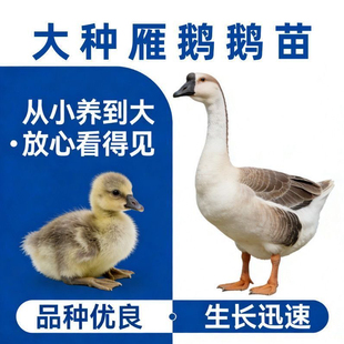 大种灰鹅活体纯种雁鹅黑棕马岗鹅广东阳江鹅朗德鹅活体看家宠物鹅