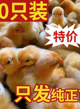 （50只装）正宗纯种麻鸡小鸡黄脚鸡五黑青脚麻羽鸡散养【宠物鸡】