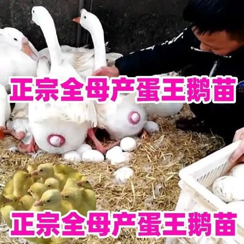 (10只装)四季白鹅农村散养快大浙东白鹅五龙鹅皖西鹅【宠物鸭】6