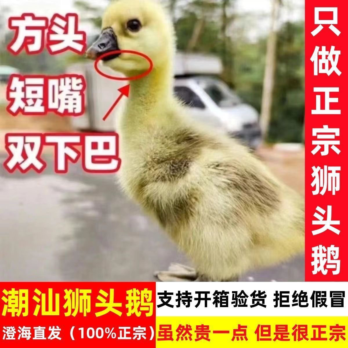 (4只装)正宗纯种澄海狮头鹅特大观赏鹅农家散养潮汕【宠物鸭】1