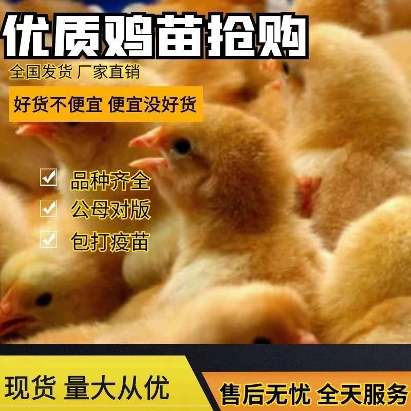 萌宠小黄鸡活体幼崽疫苗齐全新手易养可当宠物可当家禽1