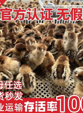 小鸡活体五黑鸡三黄鸡崽土鸡仔种蛋青脚麻鸡苗九斤红鸡宠物鸡