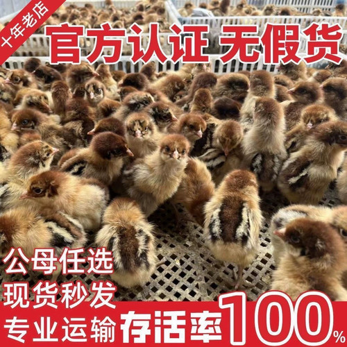 小鸡活体五黑鸡三黄鸡崽土鸡仔种蛋青脚麻鸡苗九斤红鸡宠物鸡