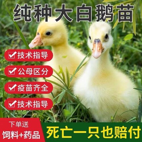 (10只装)四季白鹅农村散养快大浙东白鹅五龙鹅皖西鹅【宠物鸭】17