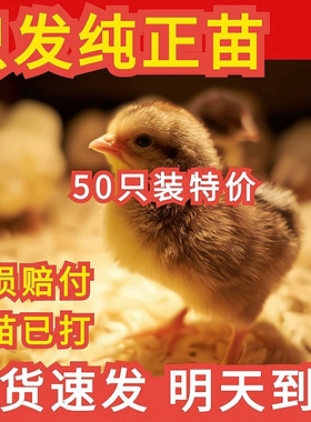 小鸡苗批发出壳五黑鸡青脚麻鸡土鸡三黄鸡九斤红快大肉鸡幼苗宠物