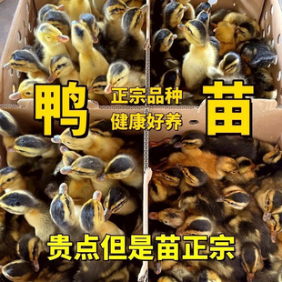 鸭苗小鸭子活物家养土鸭大种麻鸭黑鸭金锭鸭绿头鸭产蛋鸭鸭苗宠物