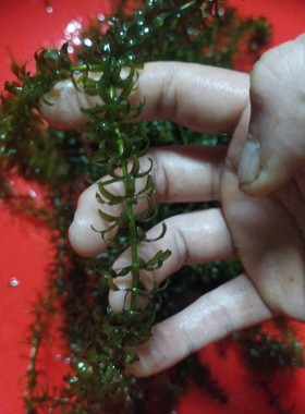 轮叶黑藻蜈蚣草池塘净化水质阴性水草合适温度10~28秋天南方可拍