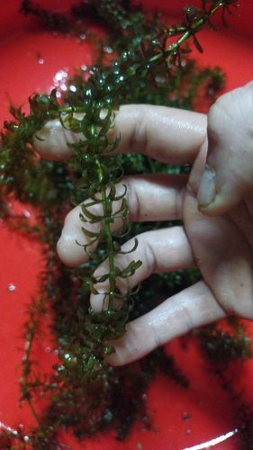 轮叶黑藻蜈蚣草池塘净化水质阴性水草合适温度10~28秋天南方可拍