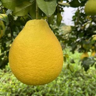 糖糖虎金柚 新鲜沙田柚礼盒装年货送礼走亲戚解腻水果