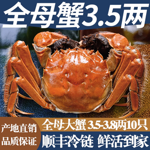 活蟹特大全母蟹公蟹现货鲜活螃蟹骆马湖大闸蟹宿迁霸王蟹阳澄礼盒