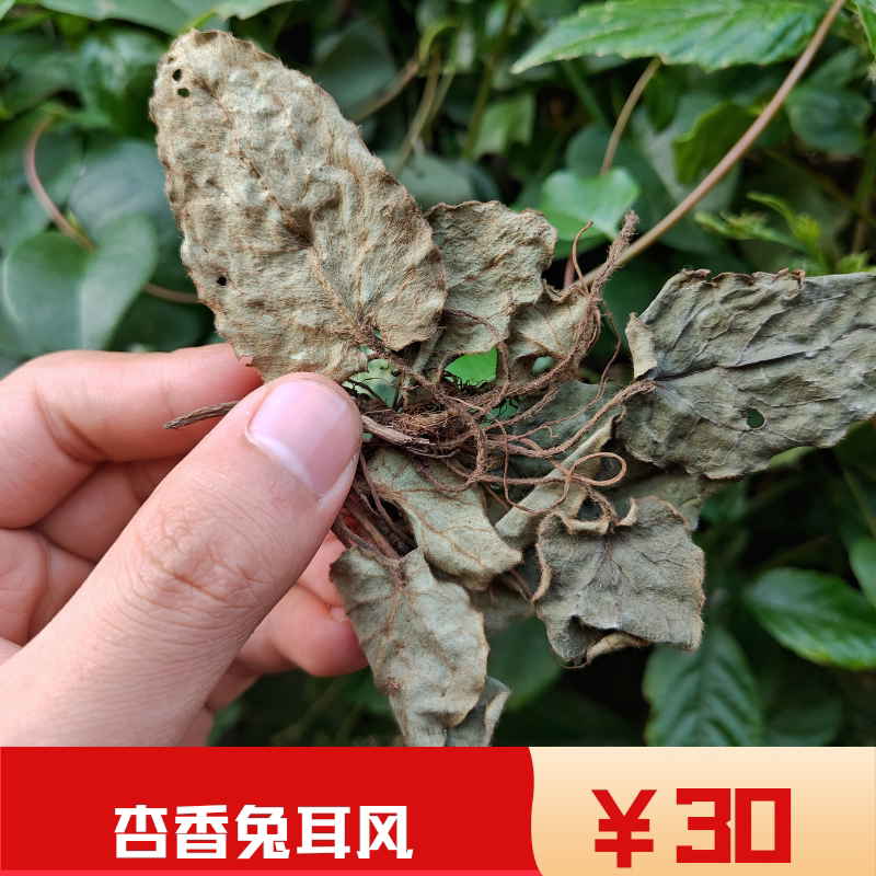 中药材 野生新货 中草药 杏香兔耳风 朝天一支香 250g包邮 兔耳风