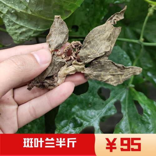中药材新鲜斑叶兰 小叶青 银线莲 小青 干货 一斤包邮
