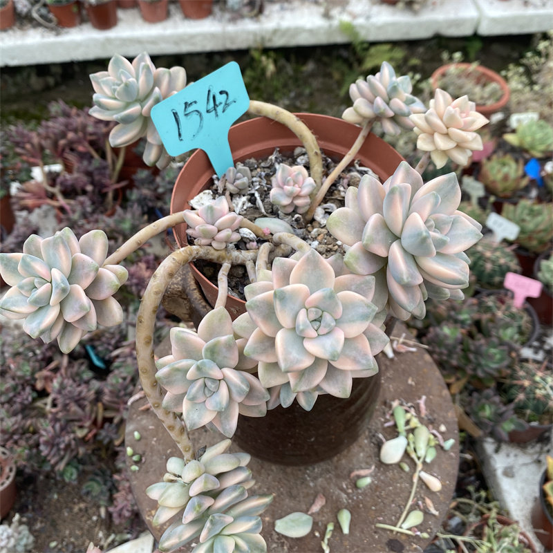 美杏锦悬崖群生老桩 一物一拍  大型多肉室内绿植盆栽