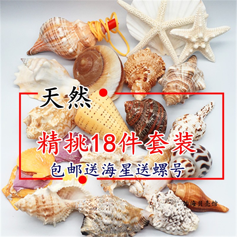 包邮天然贝壳海螺海星珊瑚小螺号套装鱼缸造景装饰品寄居蟹替换壳