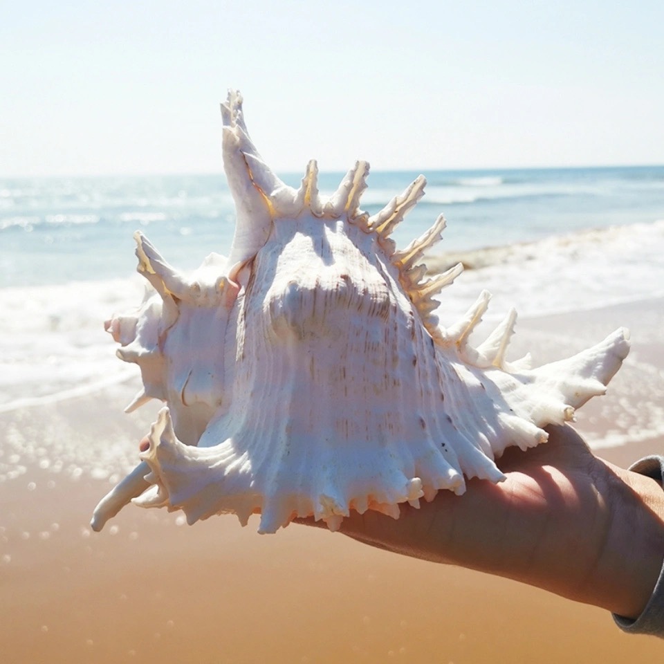 天然大海螺贝壳白千手螺家居摆件鱼缸造景水族箱装饰大贝壳海螺壳