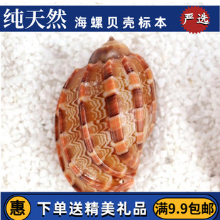 天然海螺大贝壳琵琶螺杨桃螺寄居蟹卷贝鱼鱼缸造景海星装饰品摆件