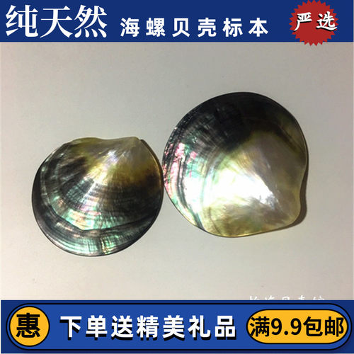 天然珍珠贝大溪地黑蝶贝抛光贝首饰海星贝壳海螺摆件贝壳工艺品 - 封面