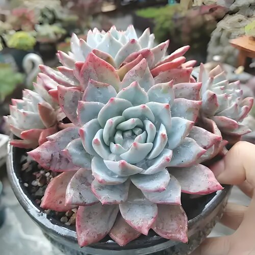 粉蓝鸟 多肉植物无根砍头苗小苗种苗盆栽莲花座肉肉 贵货 耐晒