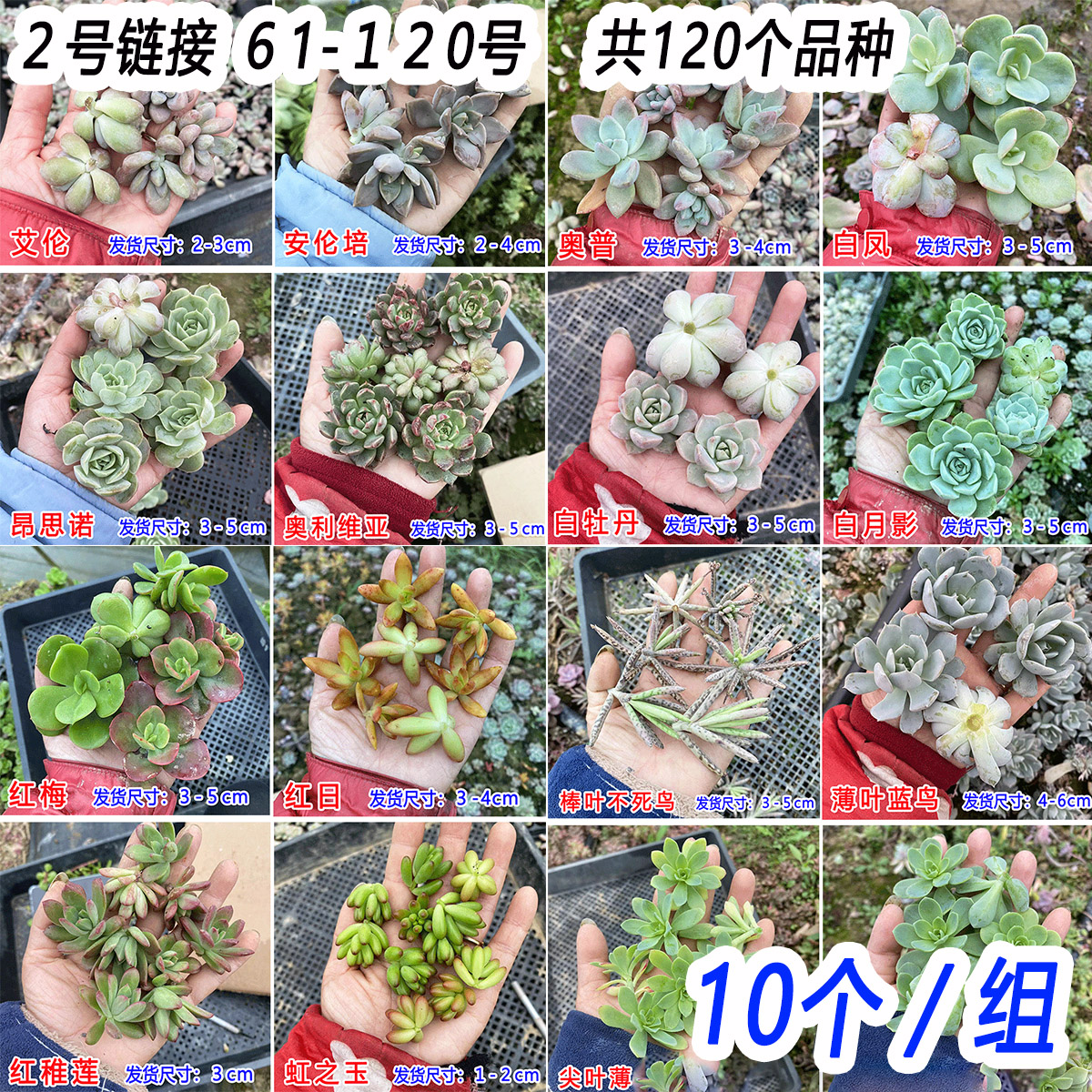 １0颗/组 120种多肉植物无根砍头苗肉肉种苗小苗组合盆栽 2号链接