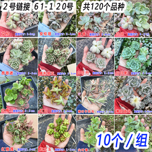 10颗/组 120种多肉植物无根砍头苗肉肉种苗小苗组合盆栽 2号链接