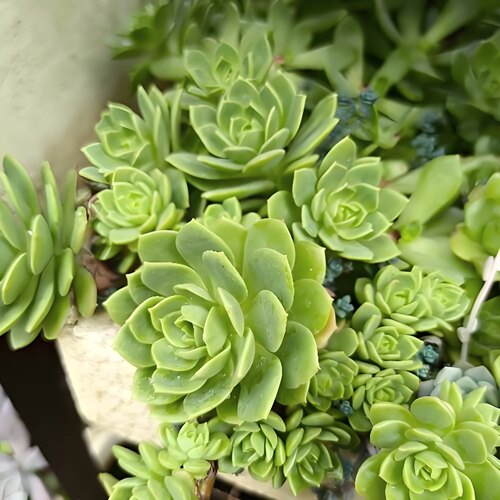 绿蔷薇 多肉植物无根砍头苗 小苗种苗盆栽肉肉 好养易活 容易群生