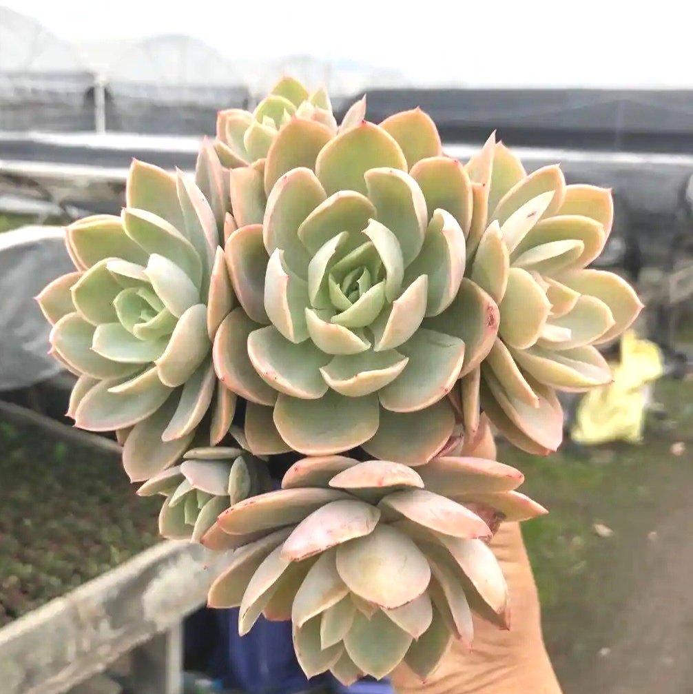 丝绸面纱 多肉植物有根小苗无根砍头苗种苗盆栽花卉 容易群生