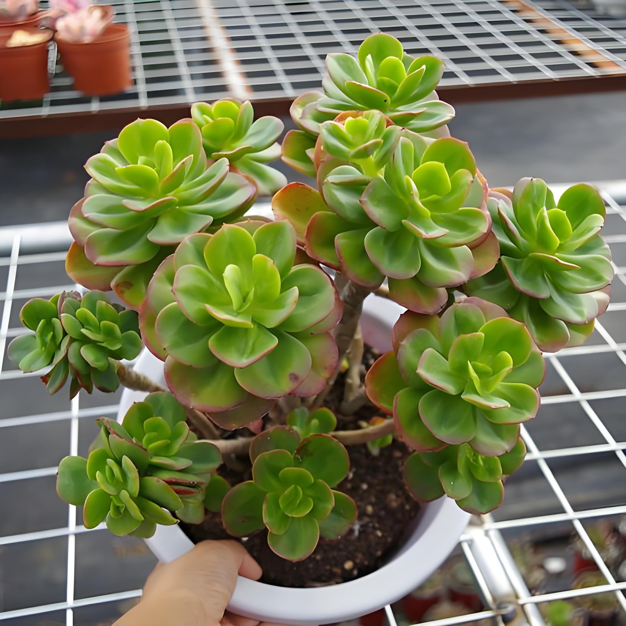 红梅 多肉植物无根砍头苗小苗种苗盆栽肉肉 稀有贵货 非常好养