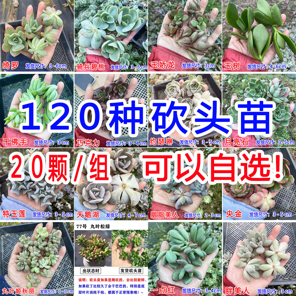 20颗/组 质量好！120种多肉植物无根砍头苗肉肉种苗小苗 1号链接