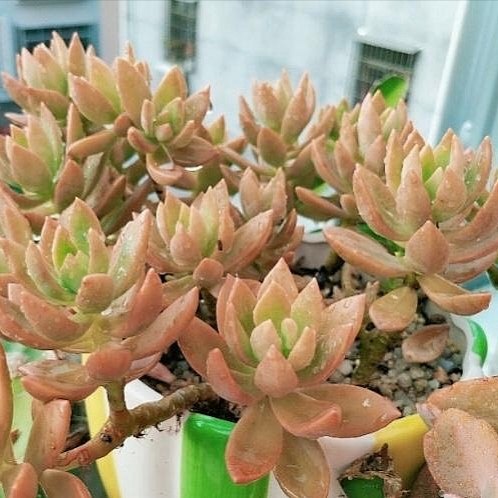 铭月 金黄色多肉植物无根砍头苗肉肉种苗小苗 默认和布丁是同一种