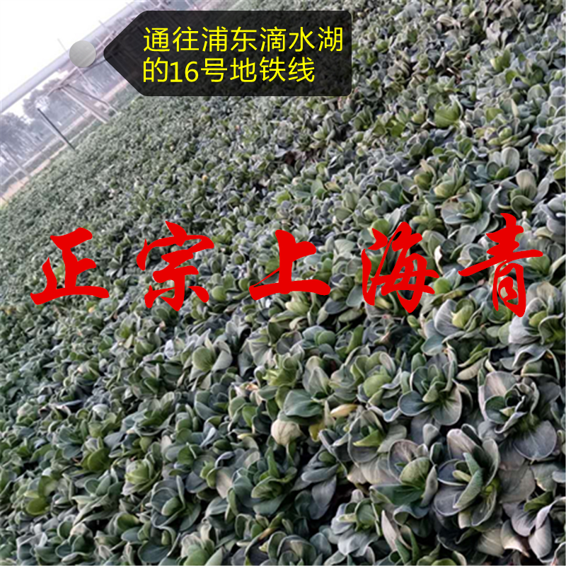 霜冻上海青农家自种露天有机青菜