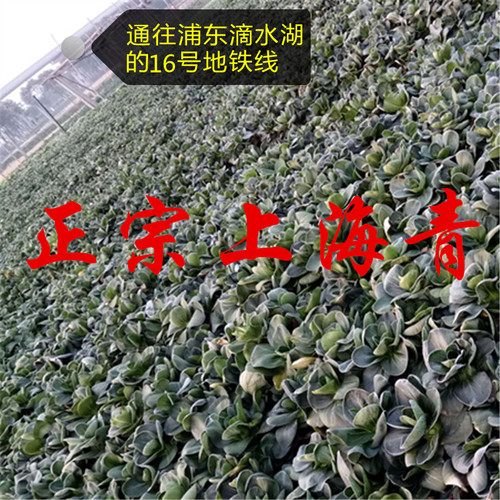 霜冻上海青农家自种露天有机青菜