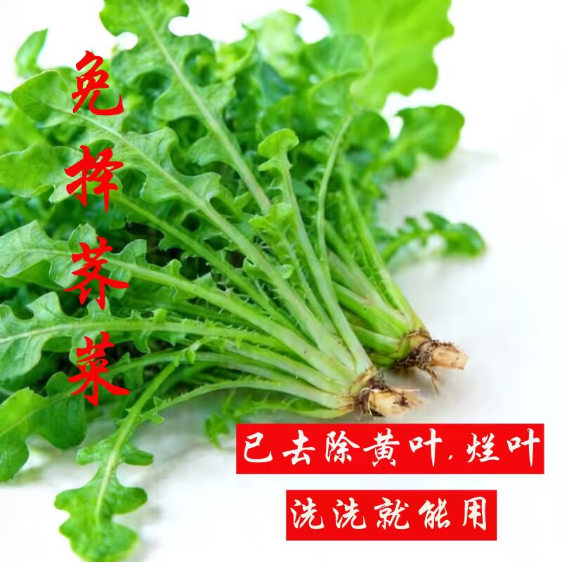 嫩荠菜新鲜现挖现采上海荠菜非冷冻野菜包邮鲜荠菜地菜送礼还愿