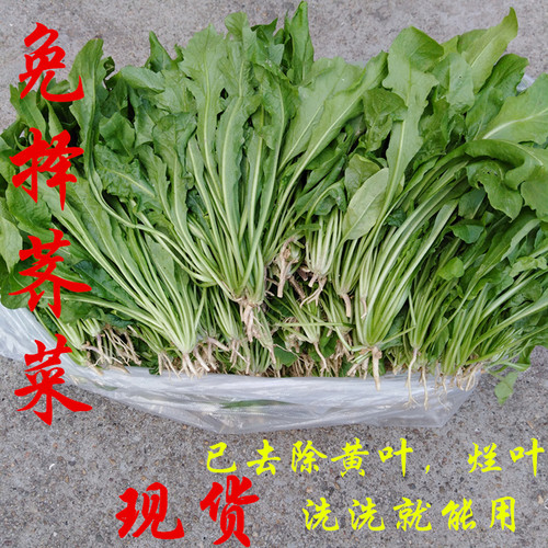 嫩荠菜新鲜现挖现采上海荠菜非冷冻野菜包邮鲜荠菜地菜送礼还愿