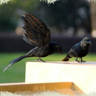 仿真羽毛展翅黑乌鸦橱窗装饰白鸽家居摆件猫头鹰摄影道具教学道具