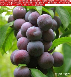 阿坝汶川茂县高原青红脆李孕妇李