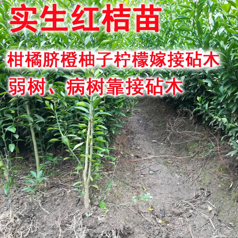 枳壳苗优质嫁接砧木红桔苗枸橘头可嫁接橙桔柚佛手金豆爱媛38